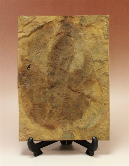 珍しい色、鋭い爪痕！小型獣脚恐竜グラレーターの足跡化石(Grallator