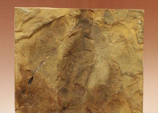珍しい色、鋭い爪痕！小型獣脚恐竜グラレーターの足跡化石(Grallator track)（その4）