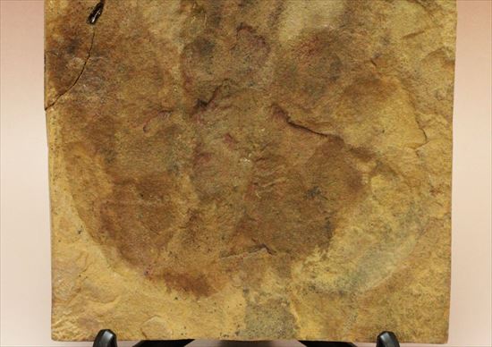 珍しい色、鋭い爪痕！小型獣脚恐竜グラレーターの足跡化石(Grallator track)（その5）