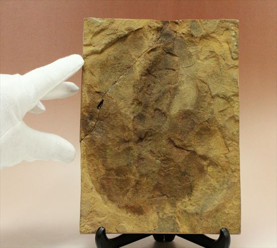 珍しい色、鋭い爪痕！小型獣脚恐竜グラレーターの足跡化石(Grallator track)（その6）