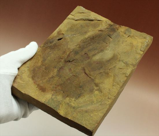 珍しい色、鋭い爪痕！小型獣脚恐竜グラレーターの足跡化石(Grallator track)（その7）