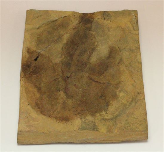 珍しい色、鋭い爪痕！小型獣脚恐竜グラレーターの足跡化石(Grallator track)（その8）