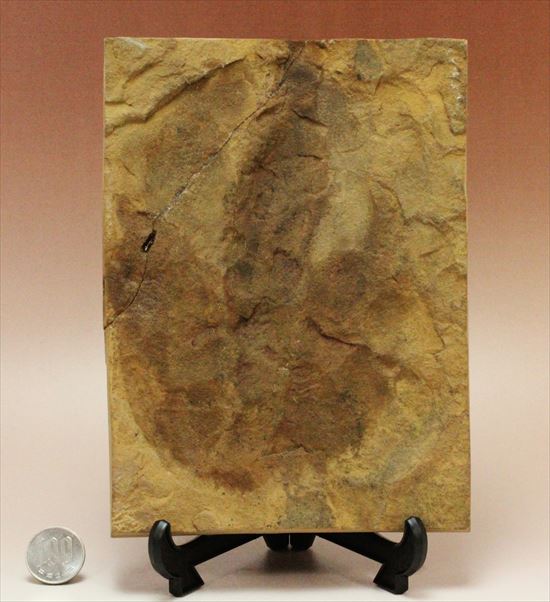 珍しい色、鋭い爪痕！小型獣脚恐竜グラレーターの足跡化石(Grallator track)（その9）