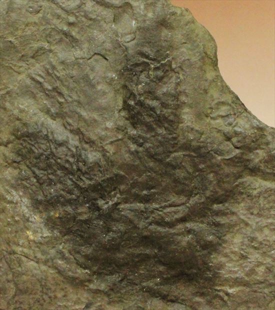 まさに恐竜ライブ!Anomoepusの恐竜の足跡化石(その2)