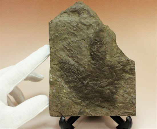 まさに恐竜ライブ!Anomoepusの恐竜の足跡化石(その3)