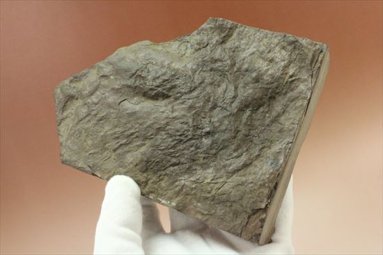 まさに恐竜ライブ!Anomoepusの恐竜の足跡化石(その4)