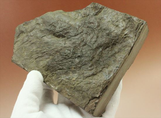まさに恐竜ライブ!Anomoepusの恐竜の足跡化石(その5)