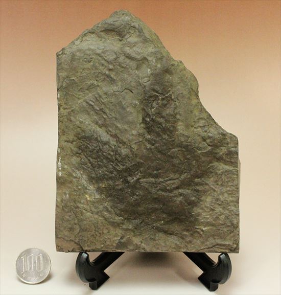 まさに恐竜ライブ!Anomoepusの恐竜の足跡化石(その6)