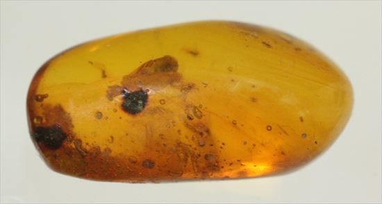 ドミニカ産の虫入り琥珀(その1)