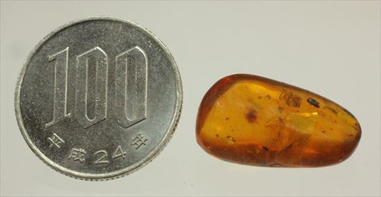 ドミニカ産の虫入り琥珀(その10)