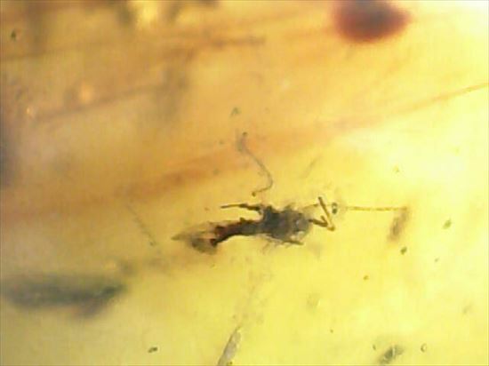 ドミニカ産の虫入り琥珀(その6)
