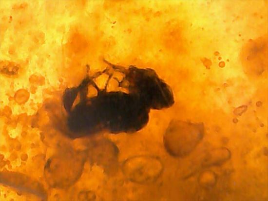 ドロップ飴にそっくりですが、琥珀です。ドミニカ産の虫入り琥珀(Amber)(その11)
