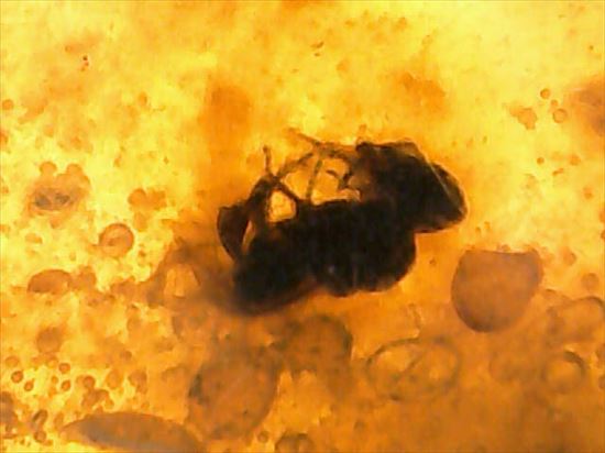 ドロップ飴にそっくりですが、琥珀です。ドミニカ産の虫入り琥珀(Amber)(その7)
