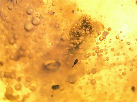 ドロップ飴にそっくりですが、琥珀です。ドミニカ産の虫入り琥珀(Amber)(その8)