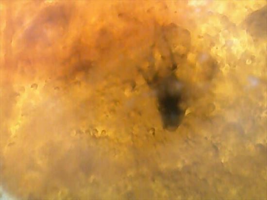ドロップ飴にそっくりですが、琥珀です。ドミニカ産の虫入り琥珀(Amber)(その9)