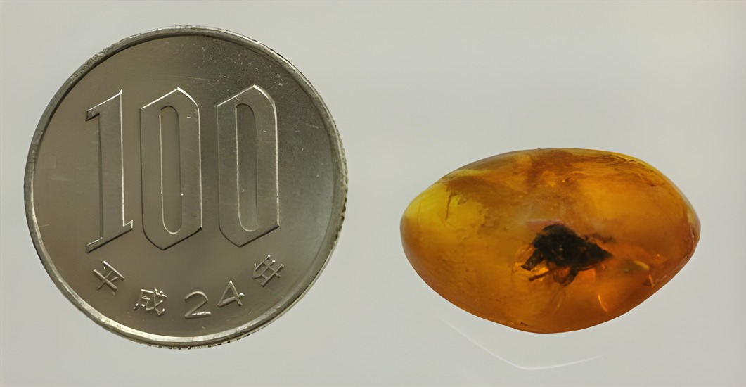 もがく？虫を包み込んで化石になったドミニカ産の虫入り琥珀 化石 販売