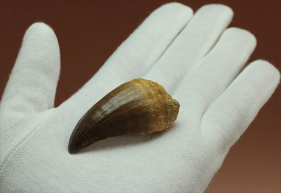 形よし、太さよし！モササウルスの歯化石 海のモンスター 販売