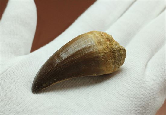 形よし、太さよし！モササウルスの歯化石 海のモンスター 販売