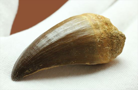 形よし、太さよし！モササウルスの歯化石 海のモンスター 販売