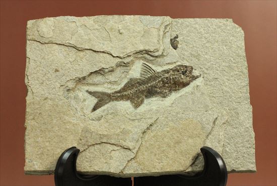 約3500万年前の魚化石(Dapalis Macrurus)（その1）