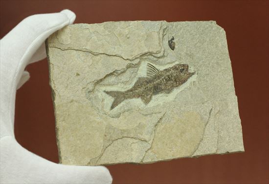 約3500万年前の魚化石(Dapalis Macrurus)（その10）