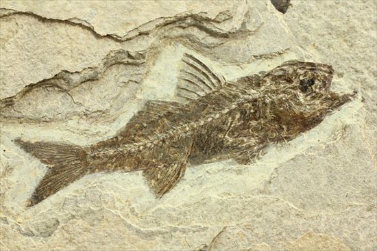 約3500万年前の魚化石(Dapalis Macrurus)（その11）