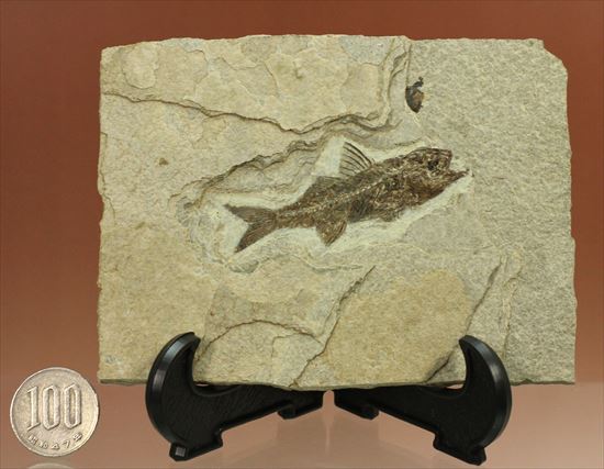 約3500万年前の魚化石(Dapalis Macrurus)（その12）