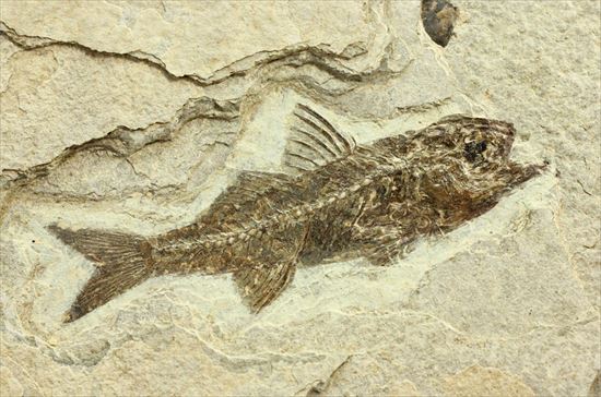 約3500万年前の魚化石(Dapalis Macrurus)（その2）