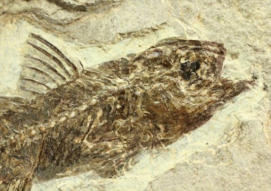 約3500万年前の魚化石(Dapalis Macrurus)（その3）