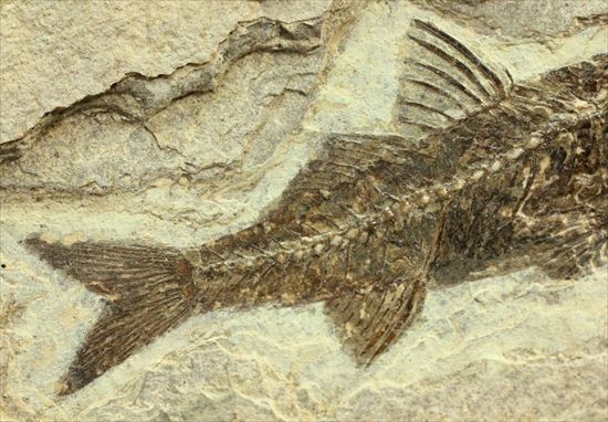 約3500万年前の魚化石(Dapalis Macrurus)（その4）