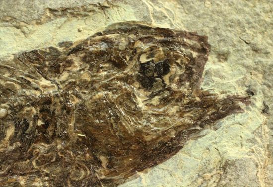 約3500万年前の魚化石(Dapalis Macrurus)（その5）
