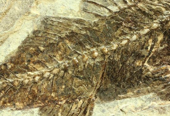 約3500万年前の魚化石(Dapalis Macrurus)（その6）