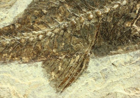 約3500万年前の魚化石(Dapalis Macrurus)（その7）