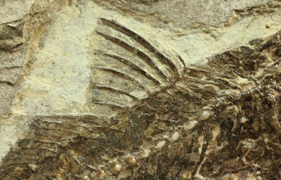 約3500万年前の魚化石(Dapalis Macrurus)（その8）