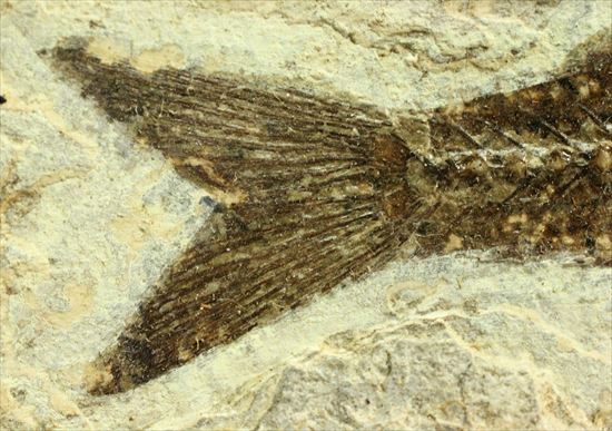 約3500万年前の魚化石(Dapalis Macrurus)（その9）