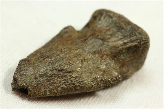 石頭恐竜こと高品位パキケファロサウルスの足爪（その1）