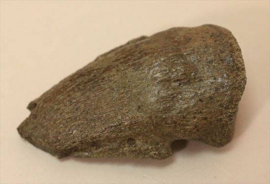 石頭恐竜こと高品位パキケファロサウルスの足爪(その2)