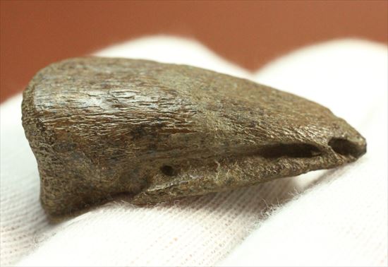 石頭恐竜こと高品位パキケファロサウルスの足爪（その8）