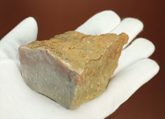 恐竜のウンチ化石（coprolite） 恐竜 販売