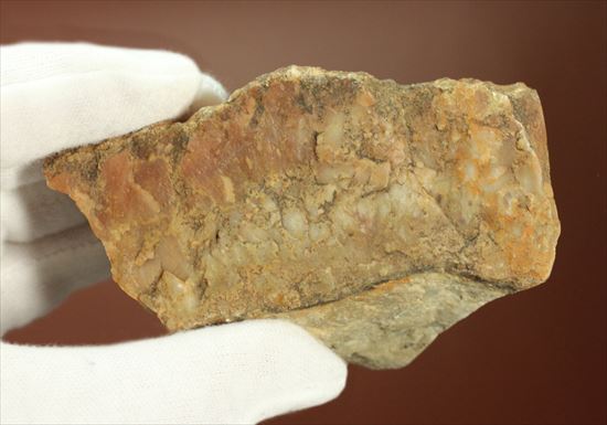 恐竜のウンチ化石（coprolite）（その5）