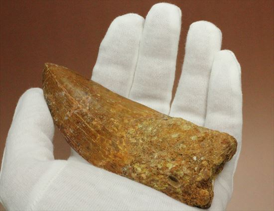 これがカルクだ！美麗！特大！カルカロドントサウルスの歯化石(Carcharodontosaurus) （その3）