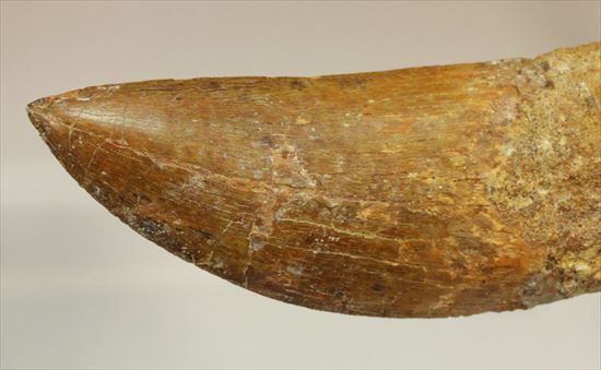 これがカルクだ！美麗！特大！カルカロドントサウルスの歯化石(Carcharodontosaurus) （その6）