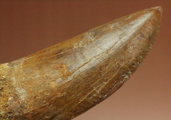 これがカルクだ！美麗！特大！カルカロドントサウルスの歯化石(Carcharodontosaurus) （その8）