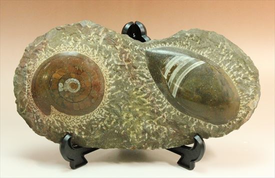 古生代の海を代表する生物が美しく並んだマルチプレート(その1)