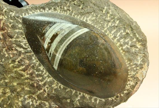 古生代の海を代表する生物が美しく並んだマルチプレート(その3)