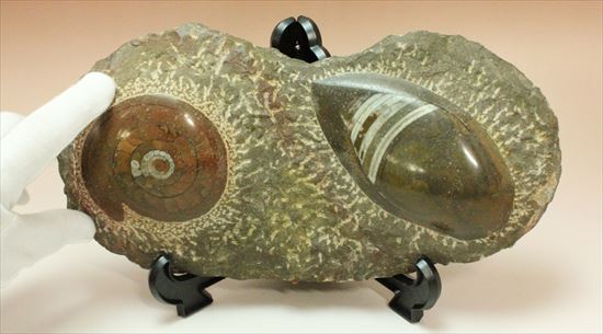 古生代の海を代表する生物が美しく並んだマルチプレート(その4)