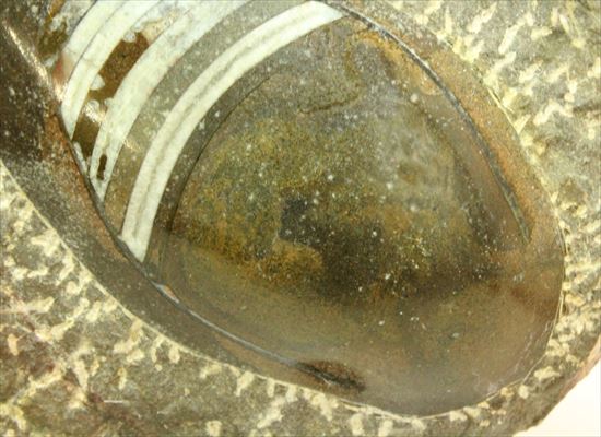 古生代の海を代表する生物が美しく並んだマルチプレート(その8)