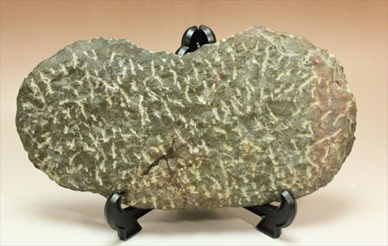 古生代の海を代表する生物が美しく並んだマルチプレート(その9)