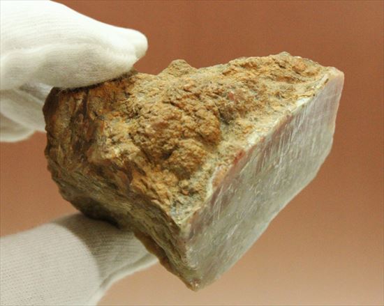ウンが付く恐竜のウンチ化石（coprolite）（その3）