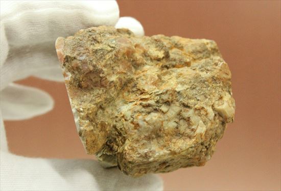 ウンが付く恐竜のウンチ化石（coprolite）（その4）